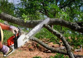 Best Stump Grinding and Removal  in Sterling, CO